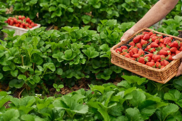 BayWa AG, German Century-Old Company in Agriculture, Build, and Energy
